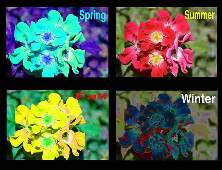 Four Seasons, fall, spring, winter, summer