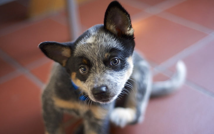 black and white short-coated puppy, dog, animals, Australian, HD wallpaper