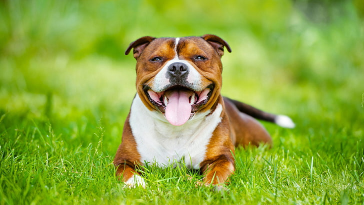 dog, dog breed, grass, snout, staffordshire bull terrier, canine