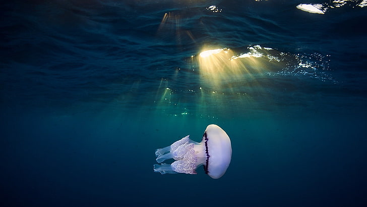 jellyfish, underwater, animals, sun rays, sea, swimming, nature, HD wallpaper