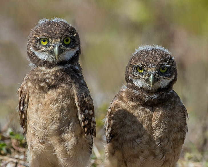 shallow focus photography of two brown owls, no idea, Burrowing