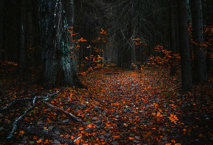 Trees, Leaves, Fall, Nature, orange leaves on the forest