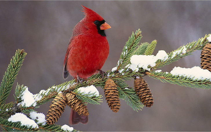 Gorgeous Male Cardinal In Winter, birds, animals, cardinals, HD wallpaper
