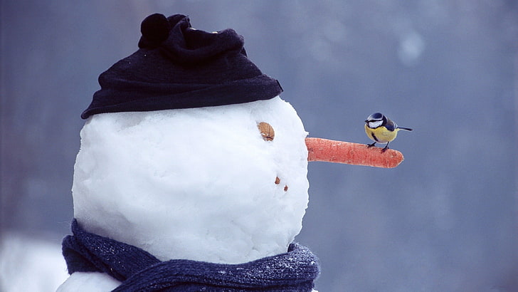 snowman with bird, winter, snowmen, birds, nature, hat, scarf, HD wallpaper