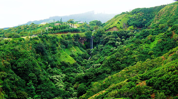 green and brown grass field, Hawaii, Maui, tropical forest, tropics, HD wallpaper