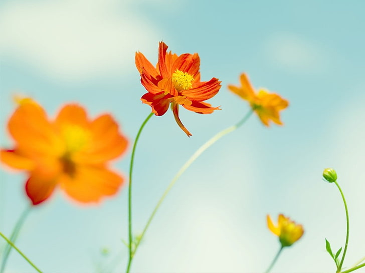 flowers, yellow, orange, sky, green, Cosmos (flower), orange flowers, HD wallpaper