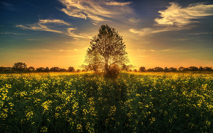 HD wallpaper: Gold Sunset Sun Rays Light Tree Field With Yellow Flowers 4k  Wallpapers Hd & 8k Images For Desktop And Mobile 3840×2400 | Wallpaper Flare