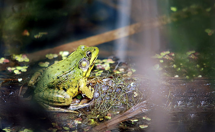 Moril-Morning Sunshine, green frog, Animals, Reptiles and Frogs, HD wallpaper