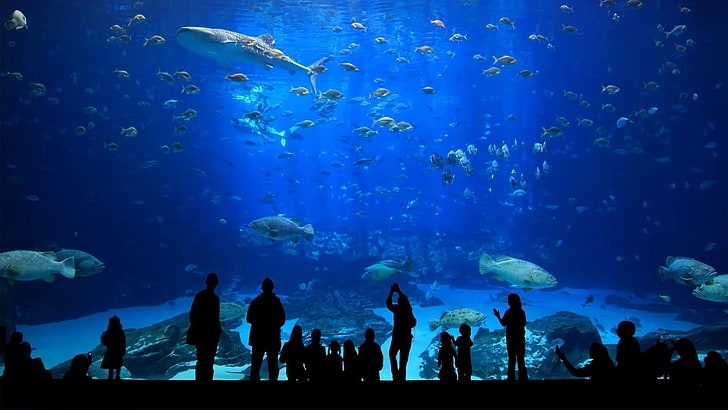 shoal of fish, underwater, silhouette, aquarium, shark, animal themes, HD wallpaper
