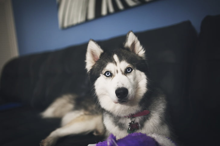 adult white and black Siberian husky, dog, muzzle, blur, sled Dog, HD wallpaper