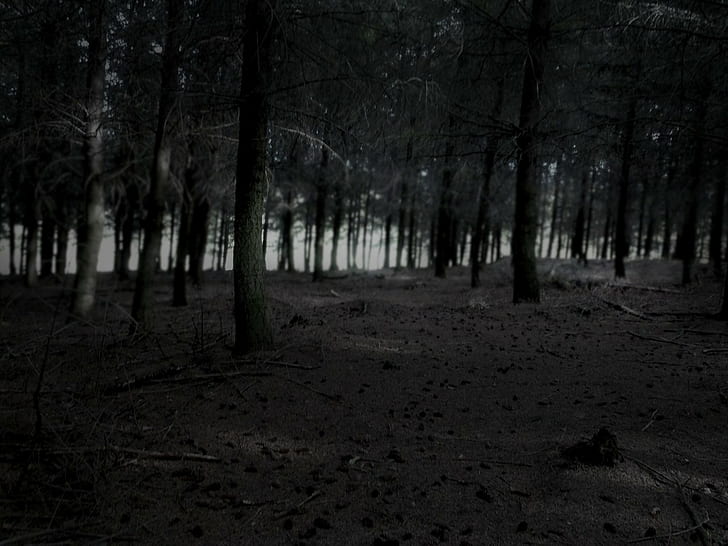 Dark Forest, Nature, Trees, Earth, HD wallpaper