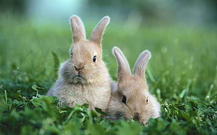 HD wallpaper: Bunny Rabbit HD, two brown and white rabbits, animals |  Wallpaper Flare