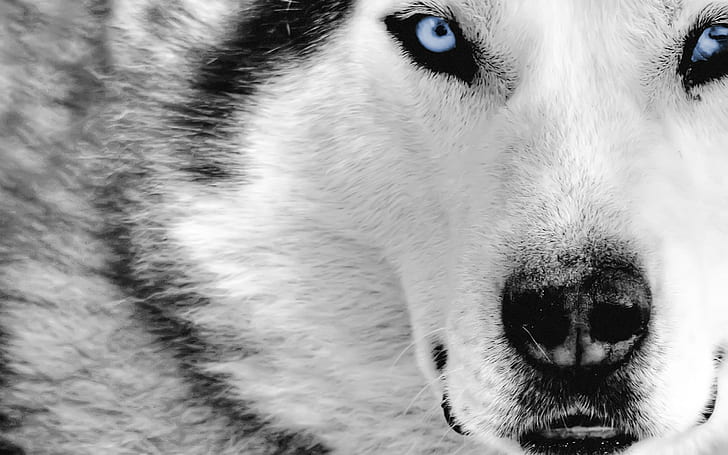 wolf, animals, blue eyes, digital art, selective coloring, HD wallpaper