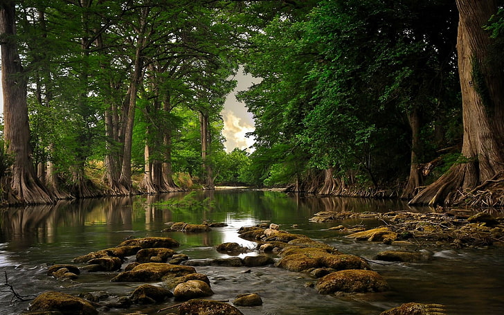trees, river, roots, forest, water, nature, landscape, plant