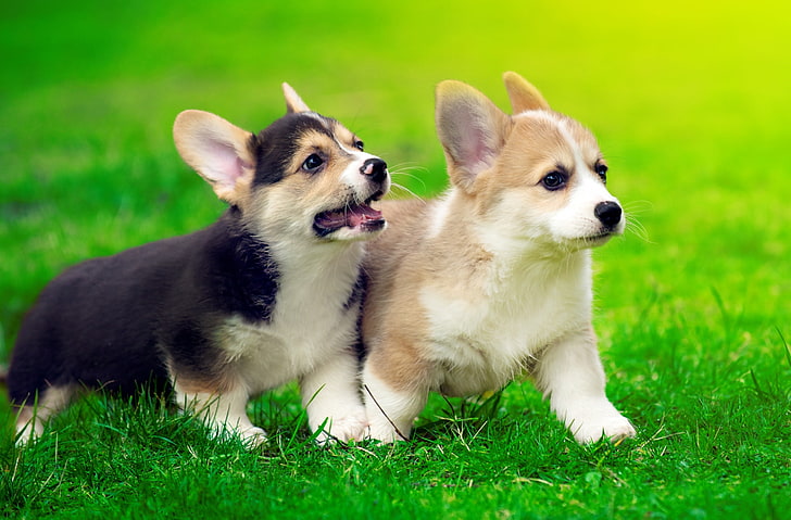 Cute Pembroke Welsh Corgi Puppies Running, two short-coated black and gray puppies