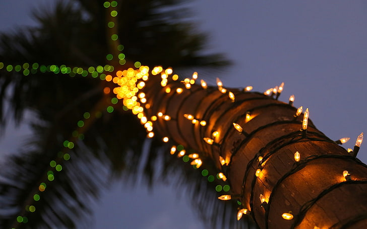 coconut tree with string lights, palm trees, decorations, bokeh