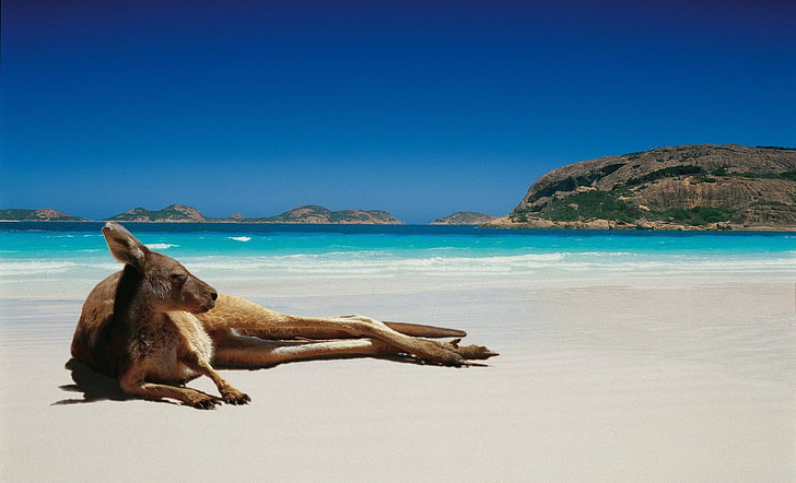 brown kangaroo, animals, kangaroos, beach, sea, water, land, sky, HD wallpaper