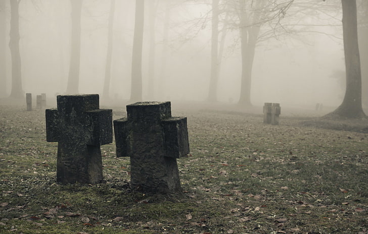 mist, cemetery, fog, grave, tombstone, tree, plant, no people