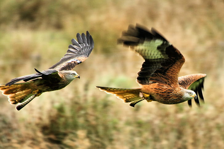 Tiltshift lens photography of brown and white eagles, Red Kites, HD wallpaper