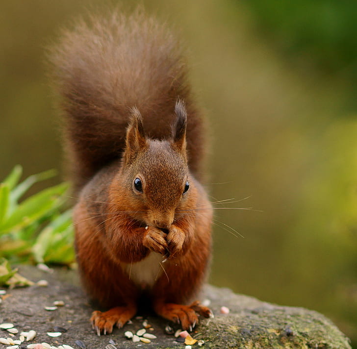 brown squirrel close-up photography, Contented, forest, guest  house