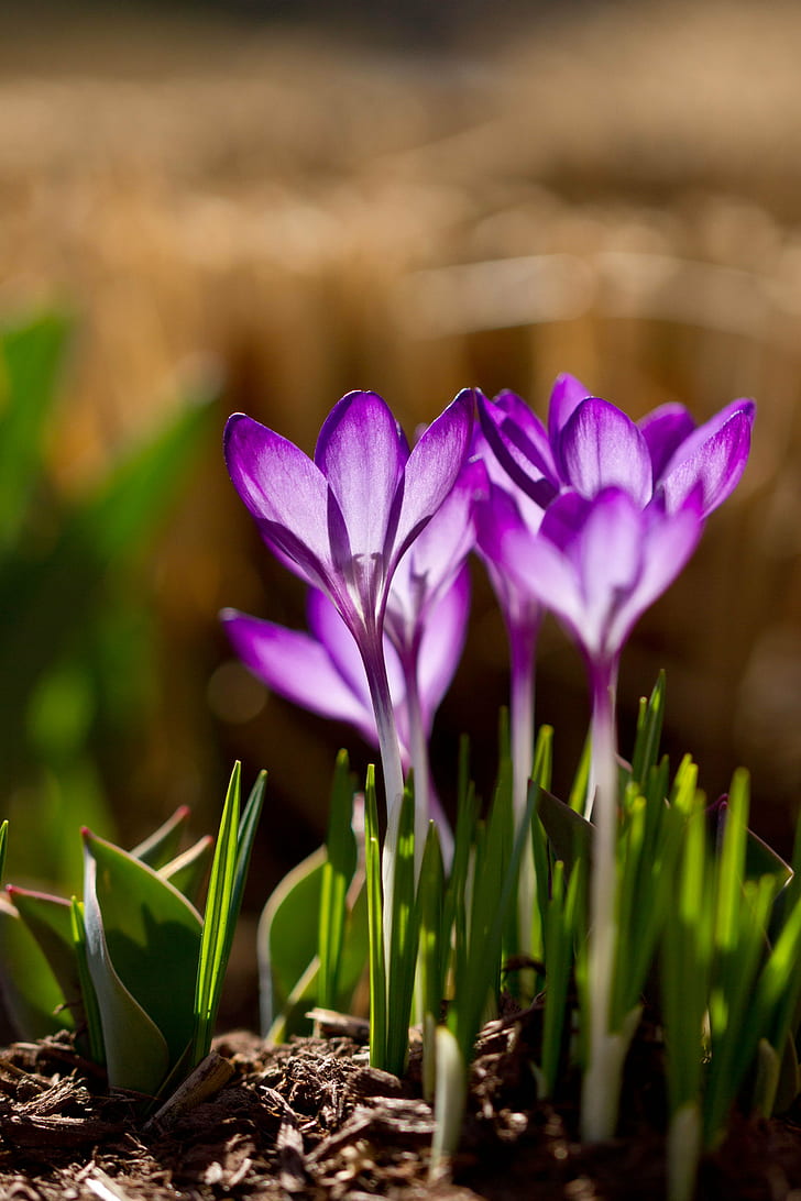 tilt lens of purple Crocus flowers in bloom, Backlit, Beauties