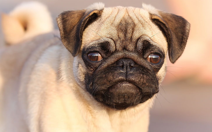 adult fawn pug, face, eyes, puppy, dog, pets, animal, purebred Dog, HD wallpaper