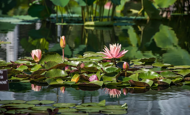 pink lotus flowers, water lilies, leaves, pond, reflection, water Lily, HD wallpaper