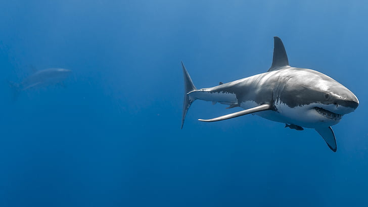 700+ Free Shark Pictures & Images in HD - Pixabay