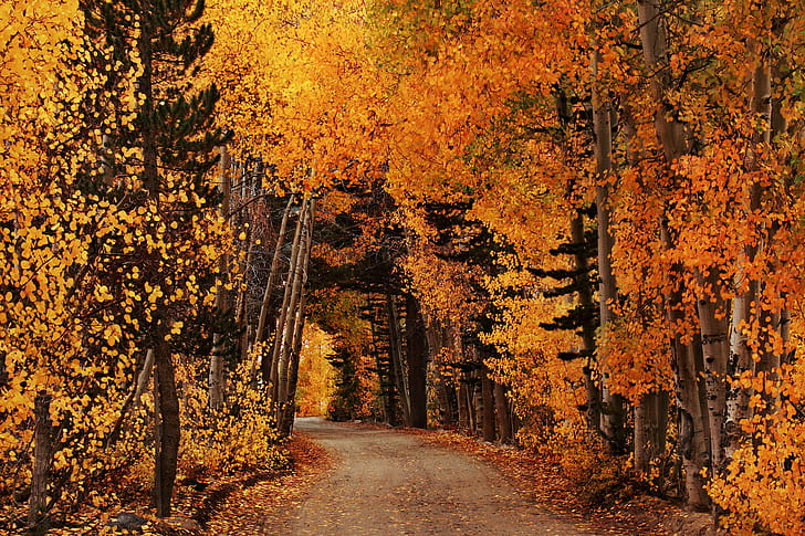 pathway in between orange and yellow leaf trees, north lake, north lake