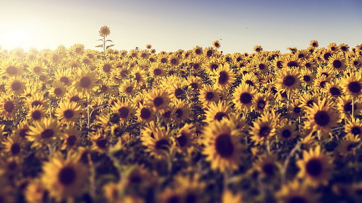 sunflower field, flowers, sunlight, sunflowers, plant, growth, HD wallpaper