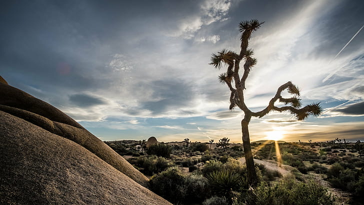 landscape photography of bare tree near rock formation during golden hour, joshua tree national park, california, joshua tree national park, california