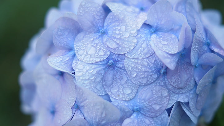 purple, hydrangea, flowers, dew, water drops, plant, beauty in nature, HD wallpaper