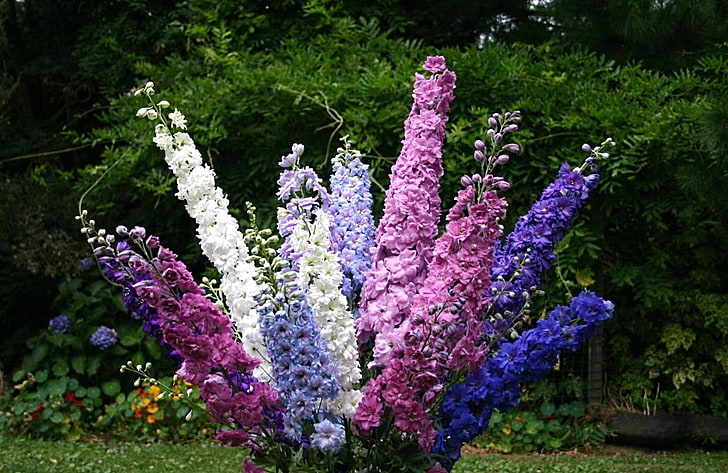 pink, white, and blue petaled flowers, delphinium, different