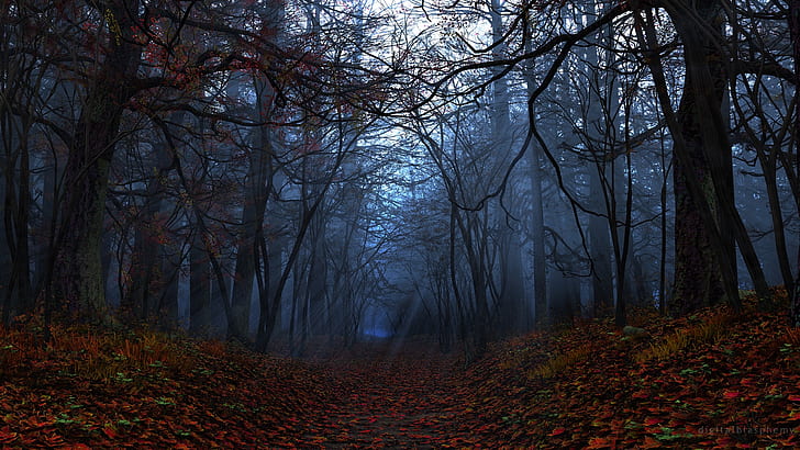 Forest Autumn Sunlight Dark Leaves Path Trail Trees HD, nature, HD wallpaper