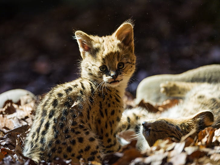 Cute serval cat, HD wallpaper