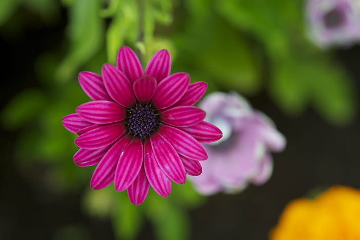 selective focus photo of pink-petaled flower, nature, plant, summer