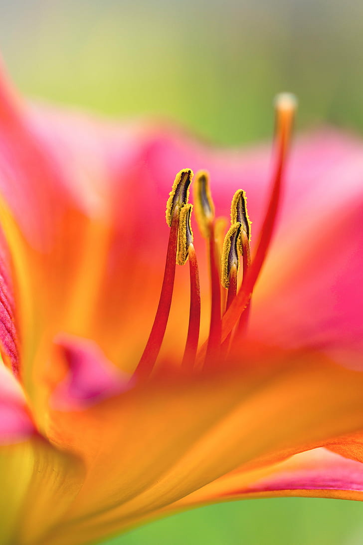 red and orange daylily flower, lily, flower  flower, flowers