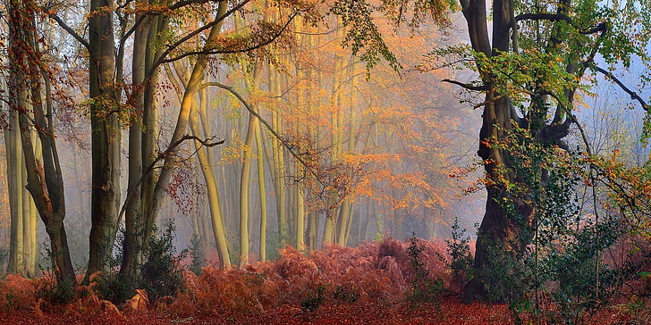 green leafed tree, nature, landscape, fall, mist, forest, colorful