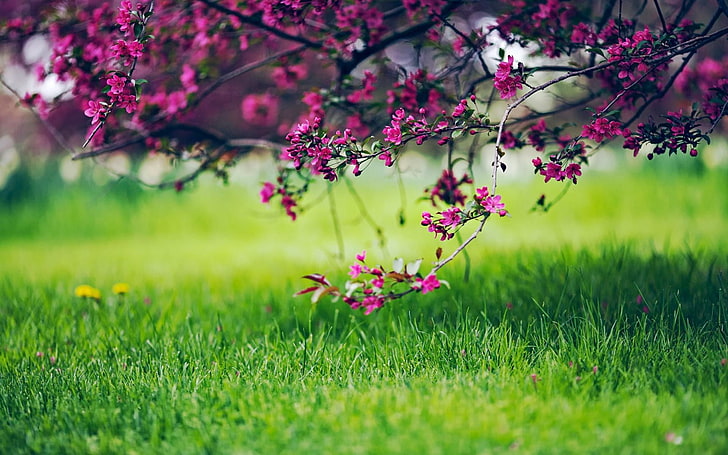 pink petaled flower, dandelion, cherry blossom, grass, nature, HD wallpaper