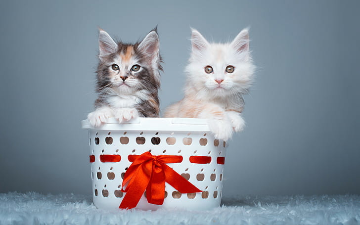 Maine Coon kittens, couple, basket, HD wallpaper