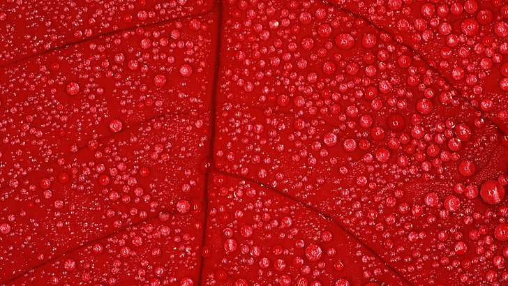 water dew on red leaf, flowers, macro, nature, water drops, plants