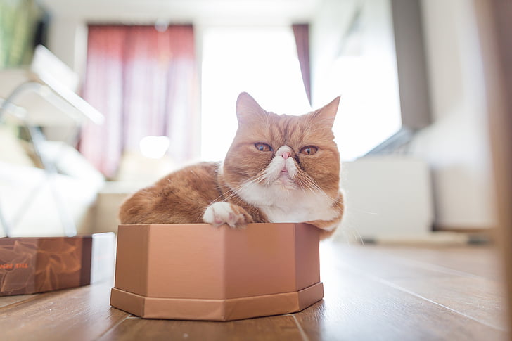 box, cat, exotic