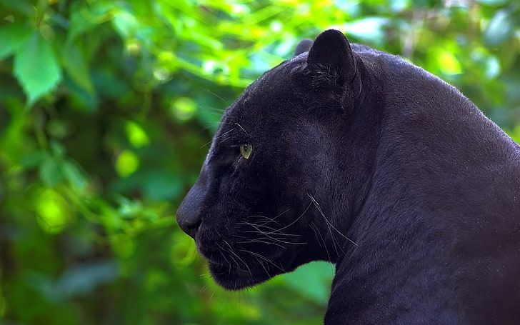 black panther, predator, Jaguar, profile, animal, mammal, nature, HD wallpaper