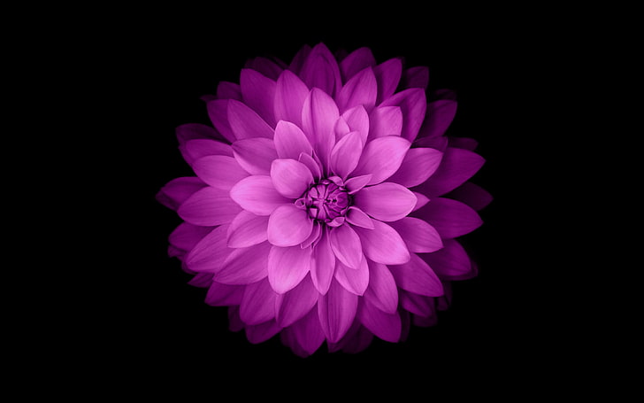 purple petaled flower, flowers, minimalism, simple background, HD wallpaper