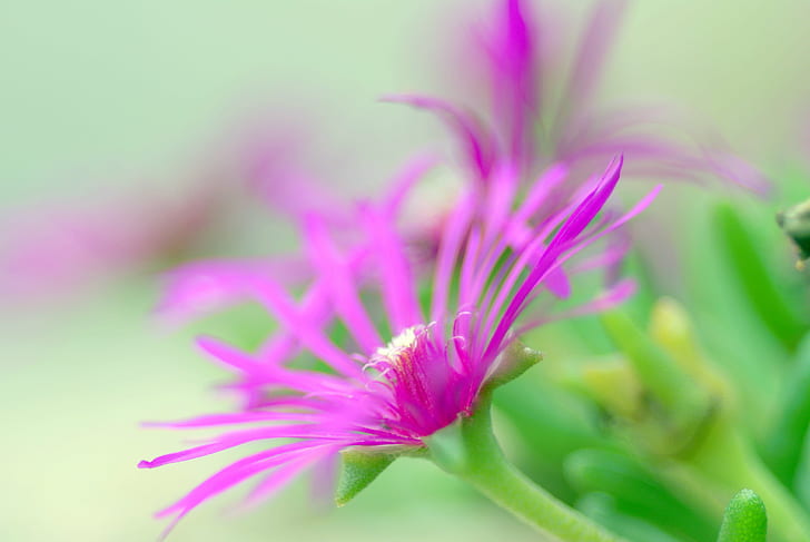 purple flower, évasion, flower  flower, nature, plant, pink Color, HD wallpaper
