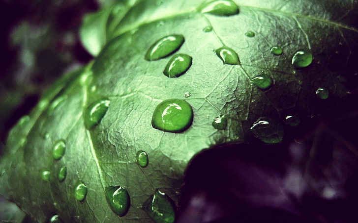 green leaf, drop, moisture, mildew, plant, nature, macro, raindrop, HD wallpaper