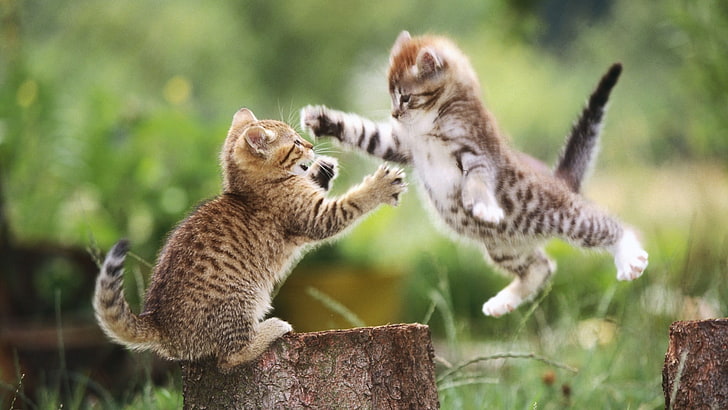 two brown tabby kittens, cat, blurred, animals, group of animals