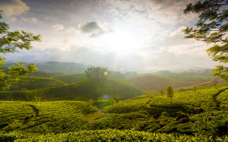 Munnar Hills Kerala India HD, nature, landscape, HD wallpaper