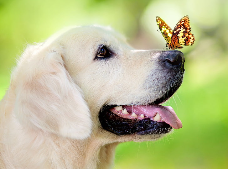 yellow Labrador retriever, dog, muzzle, butterfly, tongue sticking out, HD wallpaper