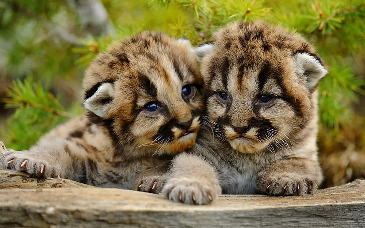 brown kittens, small, Puma, cubs, mountain lion, Cougar, animal, HD wallpaper